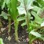 Ixeris Sonchifolia, Broadleaf Forbs Seed 5000 PCS, Ku Mai Cai