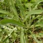 Ixeris Sonchifolia, Broadleaf Forbs Seed 5000 PCS, Ku Mai Cai