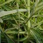 Ixeris Sonchifolia, Broadleaf Forbs Seed 5000 PCS, Ku Mai Cai