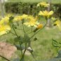 Ixeris Sonchifolia, Broadleaf Forbs Seed 5000 PCS, Ku Mai Cai