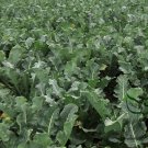 Italian Broccoli, Brassica Oleracea Seed 2000 PCS, Broccoli Xi Lanhua