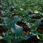 Italian Broccoli, Brassica Oleracea Seed 2000 PCS, Broccoli Xi Lanhua