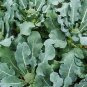 Italian Broccoli, Brassica Oleracea Seed 2000 PCS, Broccoli Xi Lanhua