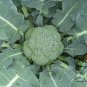 Italian Broccoli, Brassica Oleracea Seed 2000 PCS, Broccoli Xi Lanhua