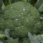 Italian Broccoli, Brassica Oleracea Seed 2000 PCS, Broccoli Xi Lanhua