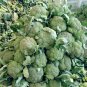 Italian Broccoli, Brassica Oleracea Seed 2000 PCS, Broccoli Xi Lanhua