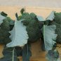 Italian Broccoli, Brassica Oleracea Seed 2000 PCS, Broccoli Xi Lanhua