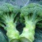Italian Broccoli, Brassica Oleracea Seed 2000 PCS, Broccoli Xi Lanhua