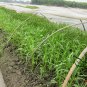 Ipomoea Aquatica, Water Spinach Seed 1000 PCS, Ipomoea Forsk Kongxincai