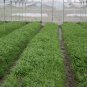 Ipomoea Aquatica, Water Spinach Seed 1000 PCS, Ipomoea Forsk Kongxincai