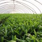 Ipomoea Aquatica, Water Spinach Seed 1000 PCS, Ipomoea Forsk Kongxincai