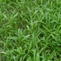 Ipomoea Aquatica, Water Spinach Seed 1000 PCS, Ipomoea Forsk Kongxincai