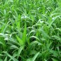 Ipomoea Aquatica, Water Spinach Seed 1000 PCS, Ipomoea Forsk Kongxincai