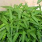 Ipomoea Aquatica, Water Spinach Seed 1000 PCS, Ipomoea Forsk Kongxincai