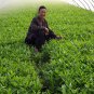Ipomoea Aquatica, Water Spinach Seed 1000 PCS, Ipomoea Forsk Kongxincai