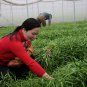Ipomoea Aquatica, Water Spinach Seed 1000 PCS, Ipomoea Forsk Kongxincai