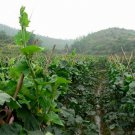 Green Winter Gourd, Benincasa Hispida Seed 500 PCS, Winter Melon Qing Pi Donggua