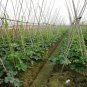 Green Winter Gourd, Benincasa Hispida Seed 500 PCS, Winter Melon Qing Pi Donggua
