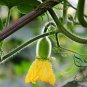 Green Winter Gourd, Benincasa Hispida Seed 500 PCS, Winter Melon Qing Pi Donggua