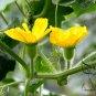 Green Winter Gourd, Benincasa Hispida Seed 500 PCS, Winter Melon Qing Pi Donggua