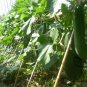 Green Winter Gourd, Benincasa Hispida Seed 500 PCS, Winter Melon Qing Pi Donggua