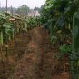 Green Winter Gourd, Benincasa Hispida Seed 500 PCS, Winter Melon Qing Pi Donggua