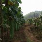 Green Winter Gourd, Benincasa Hispida Seed 500 PCS, Winter Melon Qing Pi Donggua