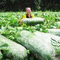 Green Winter Gourd, Benincasa Hispida Seed 500 PCS, Winter Melon Qing Pi Donggua