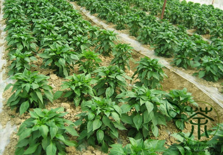 Green Sugar Pepper, Capsicum Annuum Seed 2000 PCS, Bell Pepper Qing Tian Jiao