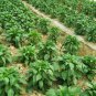 Green Sugar Pepper, Capsicum Annuum Seed 2000 PCS, Bell Pepper Qing Tian Jiao