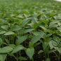 Green Sugar Pepper, Capsicum Annuum Seed 2000 PCS, Bell Pepper Qing Tian Jiao