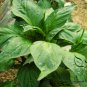 Green Sugar Pepper, Capsicum Annuum Seed 2000 PCS, Bell Pepper Qing Tian Jiao