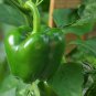 Green Sugar Pepper, Capsicum Annuum Seed 2000 PCS, Bell Pepper Qing Tian Jiao