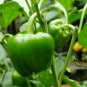 Green Sugar Pepper, Capsicum Annuum Seed 2000 PCS, Bell Pepper Qing Tian Jiao