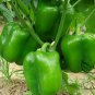 Green Sugar Pepper, Capsicum Annuum Seed 2000 PCS, Bell Pepper Qing Tian Jiao