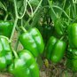 Green Sugar Pepper, Capsicum Annuum Seed 2000 PCS, Bell Pepper Qing Tian Jiao