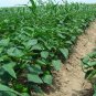 Green Sugar Pepper, Capsicum Annuum Seed 2000 PCS, Bell Pepper Qing Tian Jiao