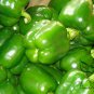 Green Sugar Pepper, Capsicum Annuum Seed 2000 PCS, Bell Pepper Qing Tian Jiao