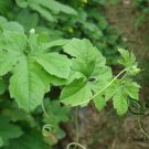 Green Bitter Gourd, Momordica Charantia Seed 200 PCS, Lv Kugua