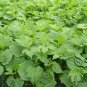 Green Bitter Gourd, Momordica Charantia Seed 200 PCS, Lv Kugua