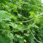 Green Bitter Gourd, Momordica Charantia Seed 200 PCS, Lv Kugua