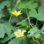 Green Bitter Gourd, Momordica Charantia Seed 200 PCS, Lv Kugua