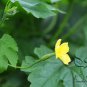Green Bitter Gourd, Momordica Charantia Seed 200 PCS, Lv Kugua