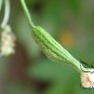 Green Bitter Gourd, Momordica Charantia Seed 200 PCS, Lv Kugua
