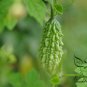 Green Bitter Gourd, Momordica Charantia Seed 200 PCS, Lv Kugua