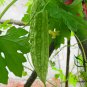 Green Bitter Gourd, Momordica Charantia Seed 200 PCS, Lv Kugua