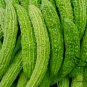 Green Bitter Gourd, Momordica Charantia Seed 200 PCS, Lv Kugua
