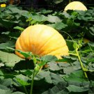 Giant Pumpkin, Cucurbita Moschata Seed 300 PCS, Huge Pumpkin Juxing Nangua