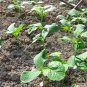 Giant Pumpkin, Cucurbita Moschata Seed 300 PCS, Huge Pumpkin Juxing Nangua