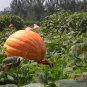 Giant Pumpkin, Cucurbita Moschata Seed 300 PCS, Huge Pumpkin Juxing Nangua